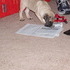 Travis's New Puppy, Gomez