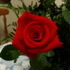 Birthday Roses From Anthony