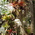 Mom's Visit and Phipps Conservatory Flower Show