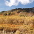 Sugarloaf Road Hike in Alta, Utah