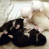 Bella's Kittens