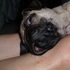 Travis's New Puppy, Gomez
