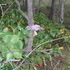Rainy Palmerton Hike