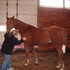 Mom's New Horse, Targa