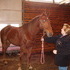 Mom's New Horse, Targa