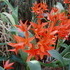 Mom's Visit and Phipps Conservatory Flower Show