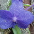 Mom's Visit and Phipps Conservatory Flower Show
