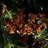 Mom's Visit and Phipps Conservatory Flower Show