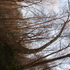 Fox Chapel and Schenley Park