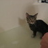 Our new cat, Chloe