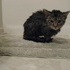 Our new cat, Chloe