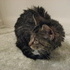 Our new cat, Chloe