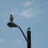 Ocean City, New Jersey