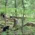 Cades Cove