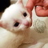 Bella's Kittens
