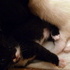 Bella's Kittens